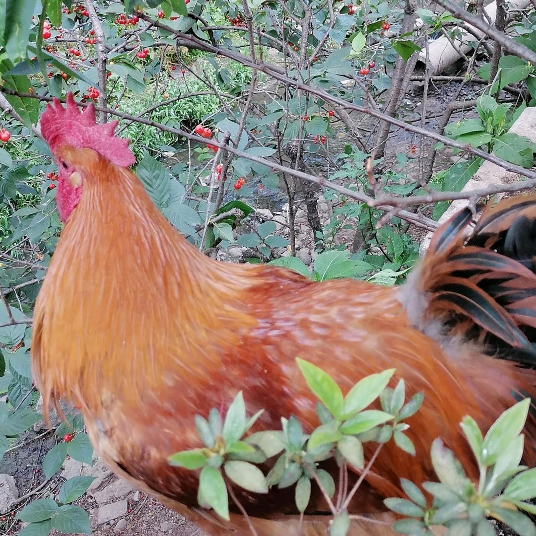 土灶柴火🐔