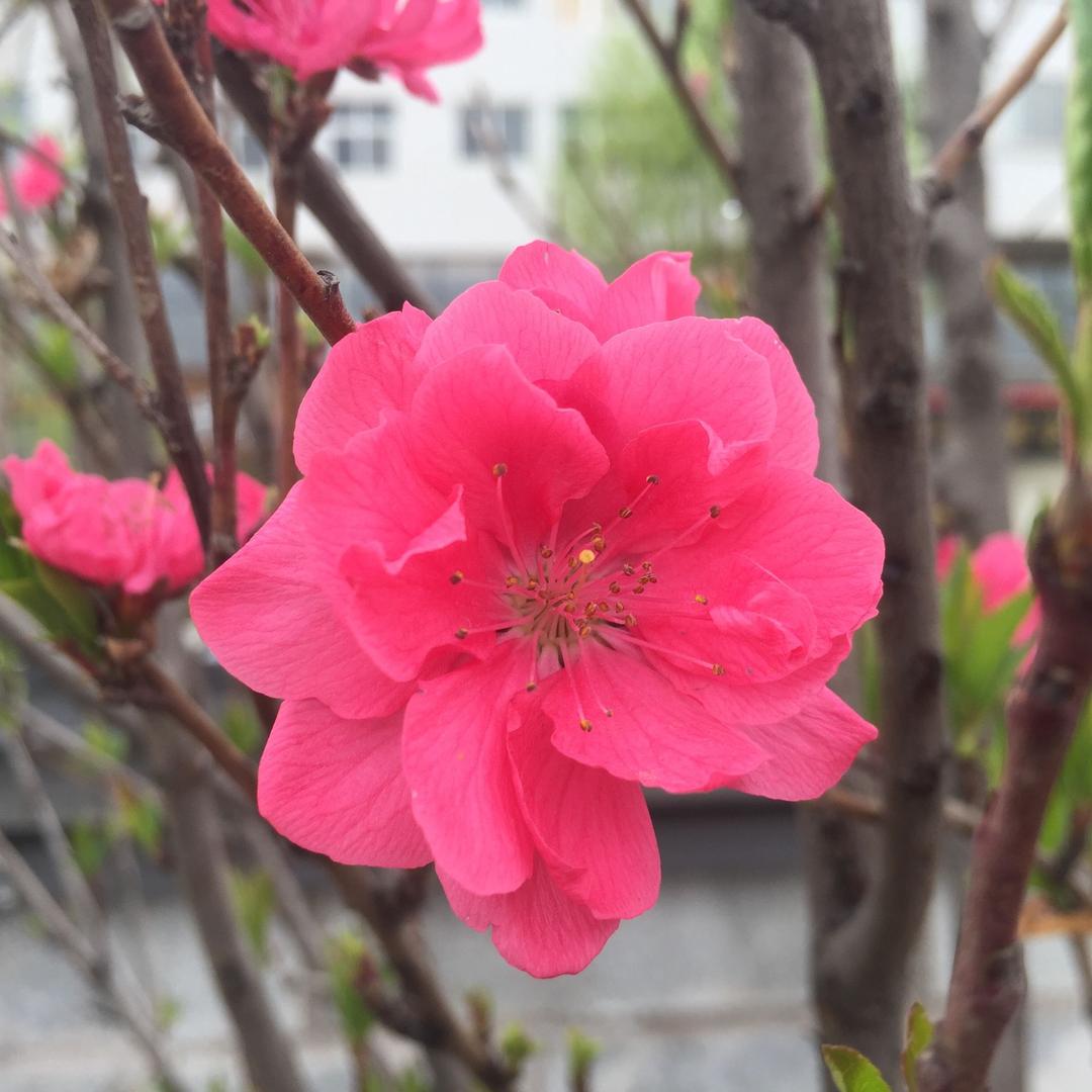知足常乐