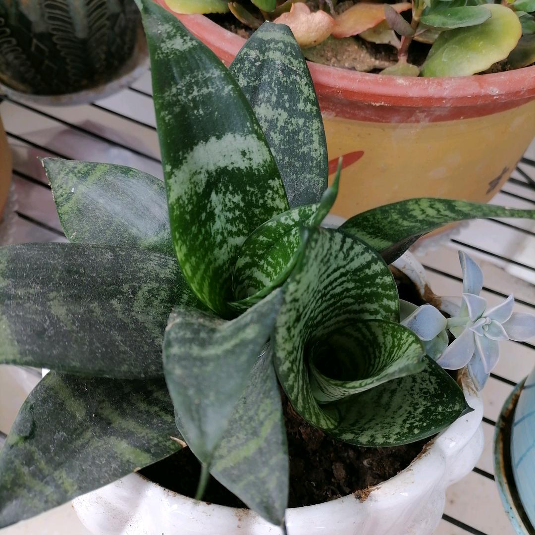 小秋