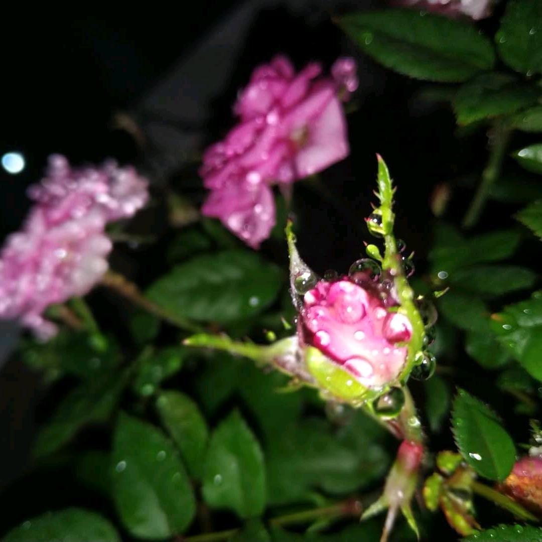 梅花