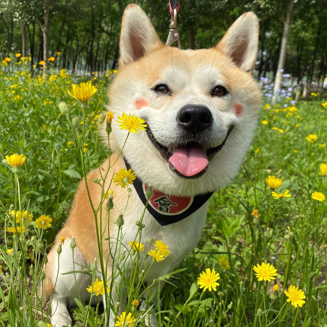 在下肉球和胖胖