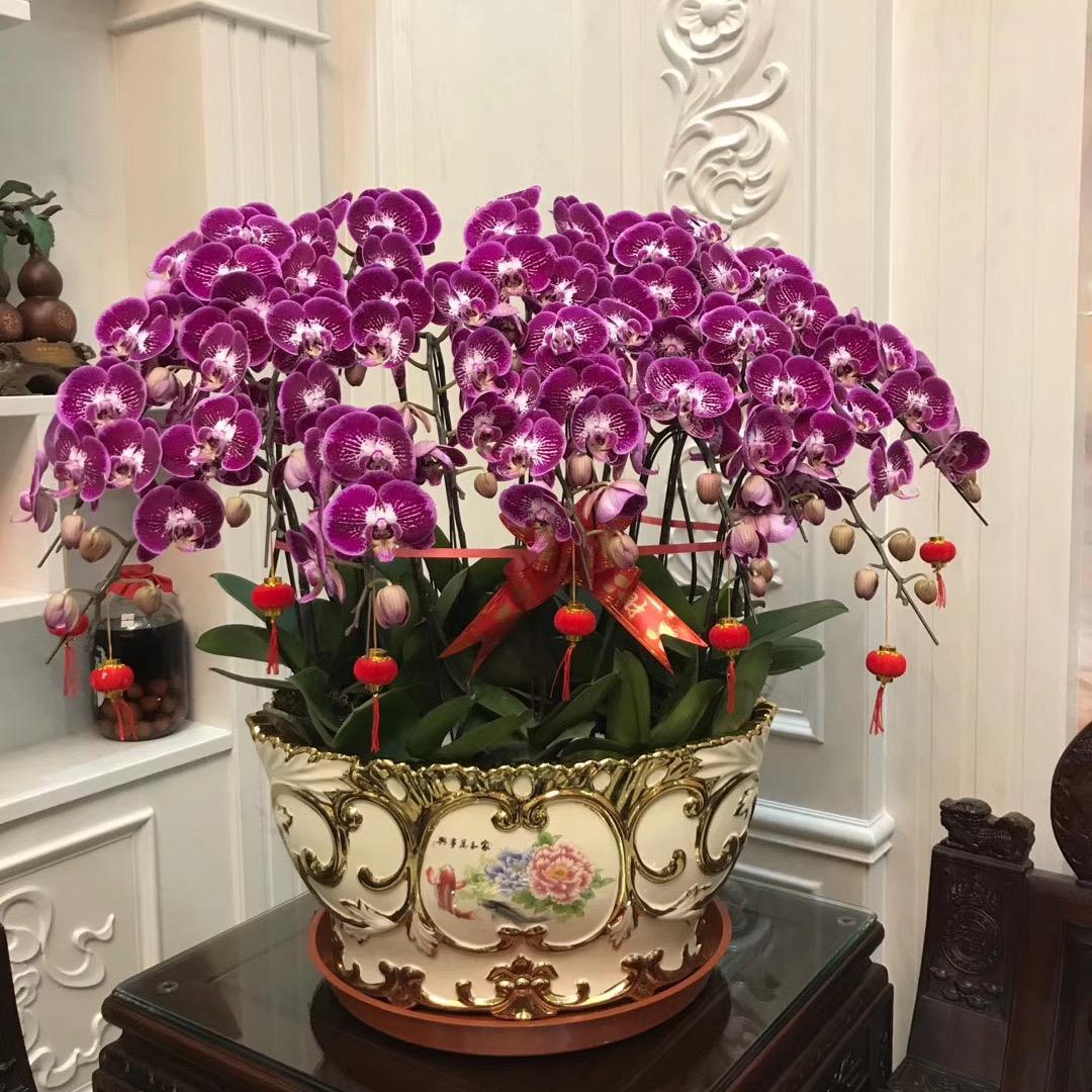 肥仔花木场