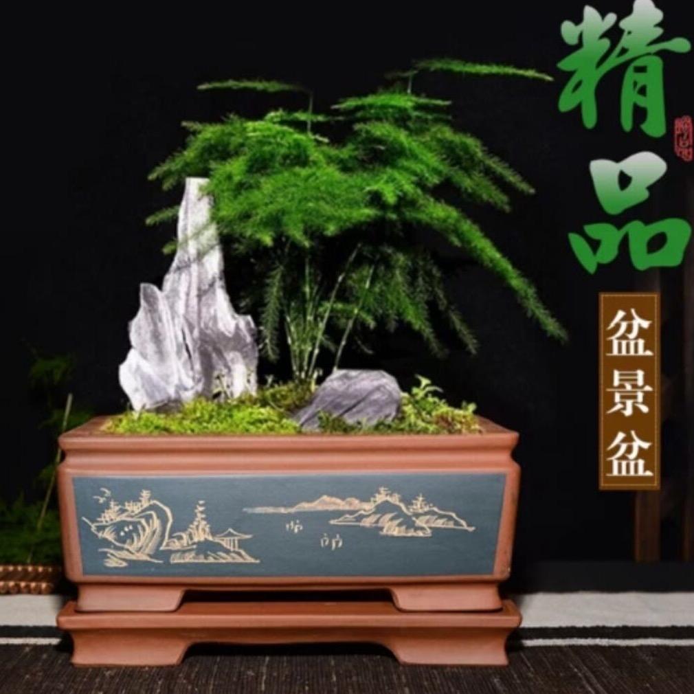 振强苗木经营20