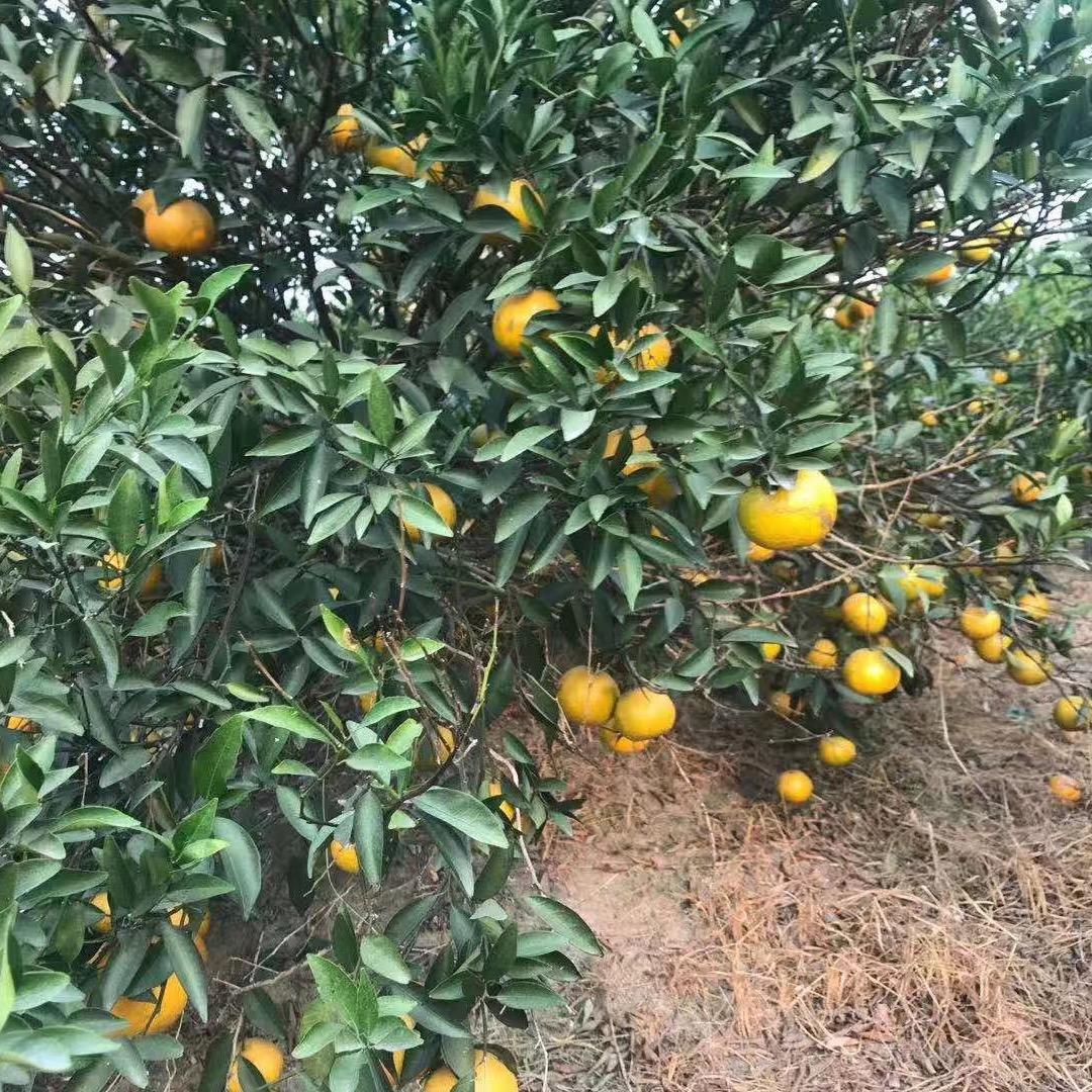 新会云业陈皮