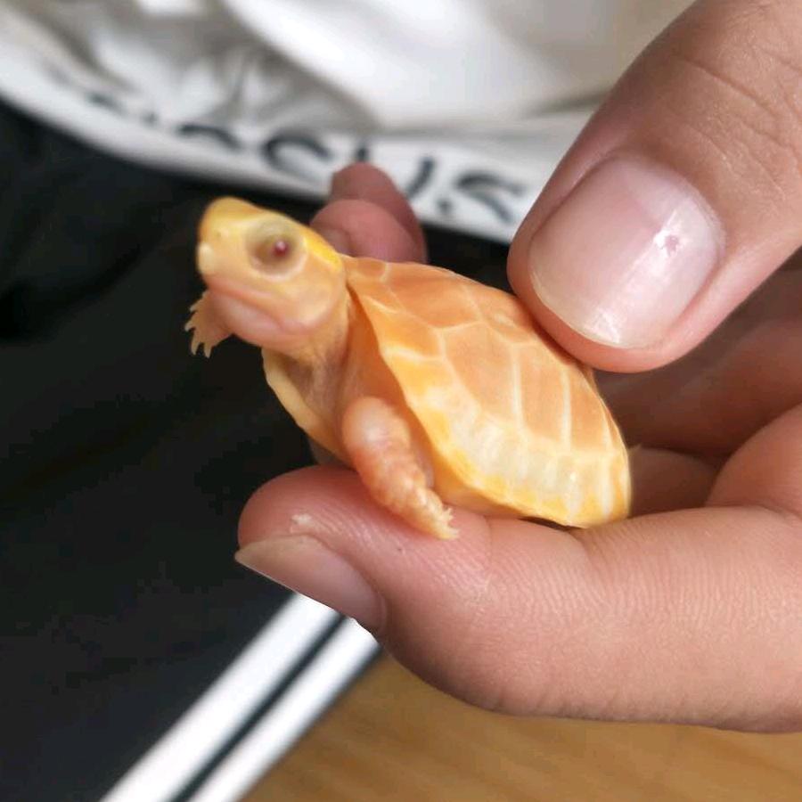 固始县万耀黄缘闭壳龟训养基地