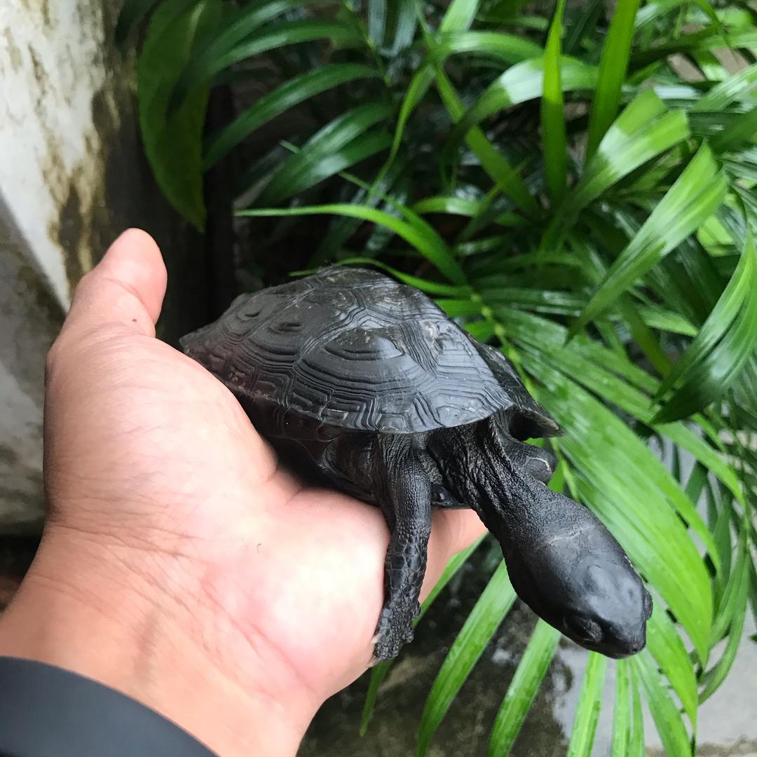 墨界纵横墨龟