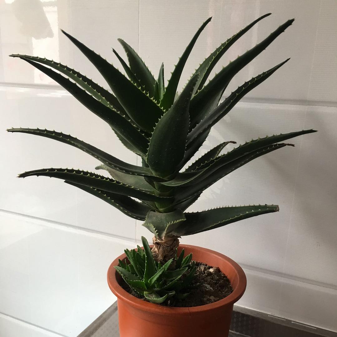 简洁