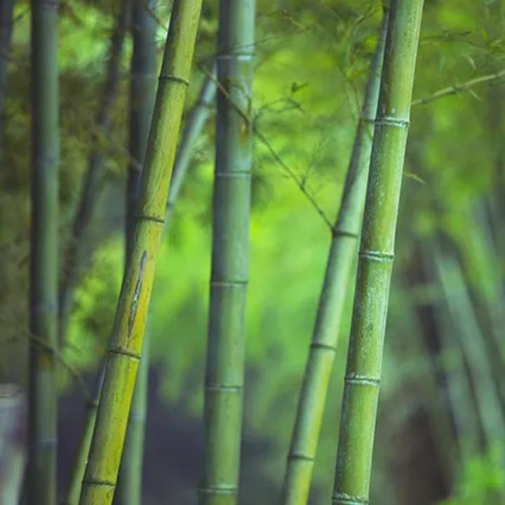 华夏鼓舞团