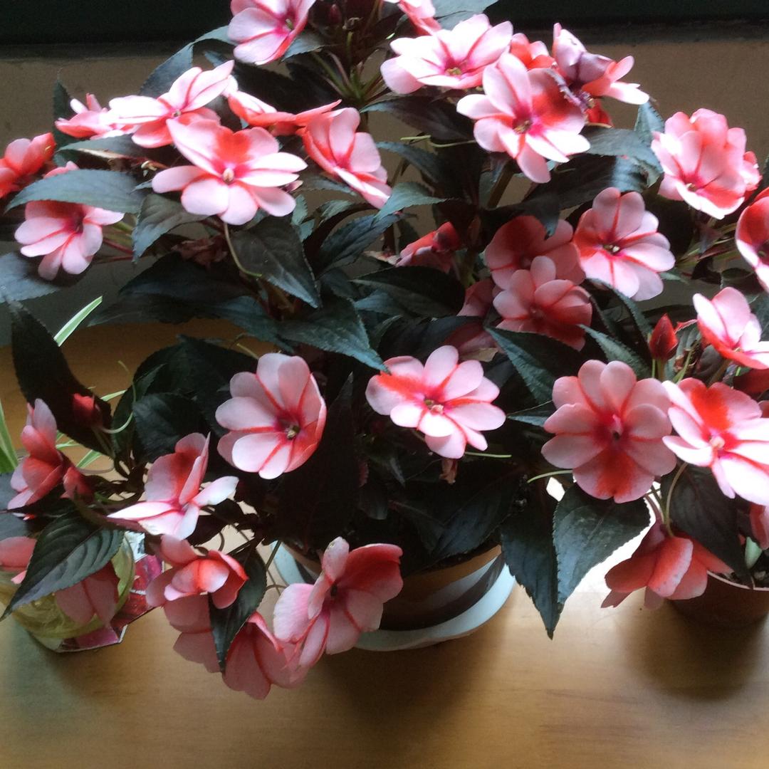 冒险家与世无争