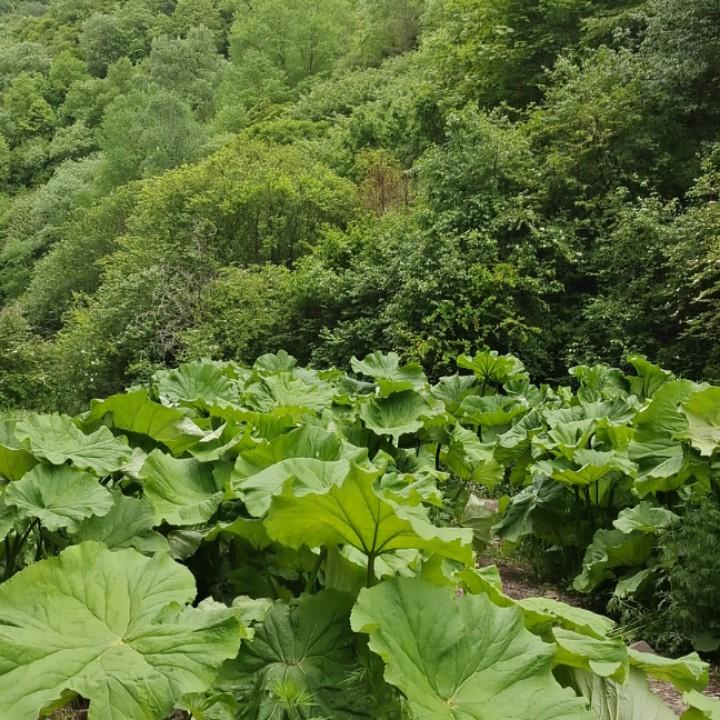 静
