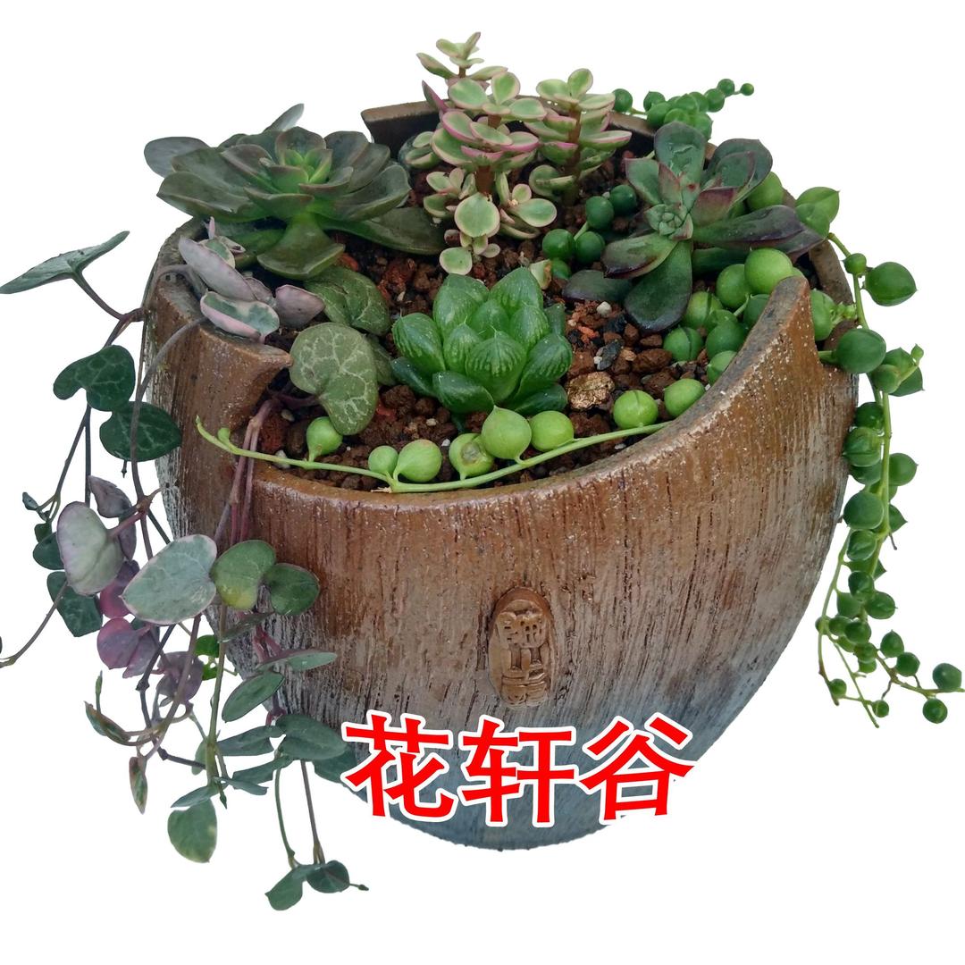 多肉植物花轩谷