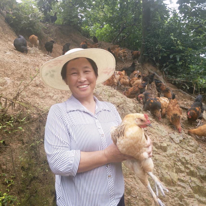 韩家萍土鸡