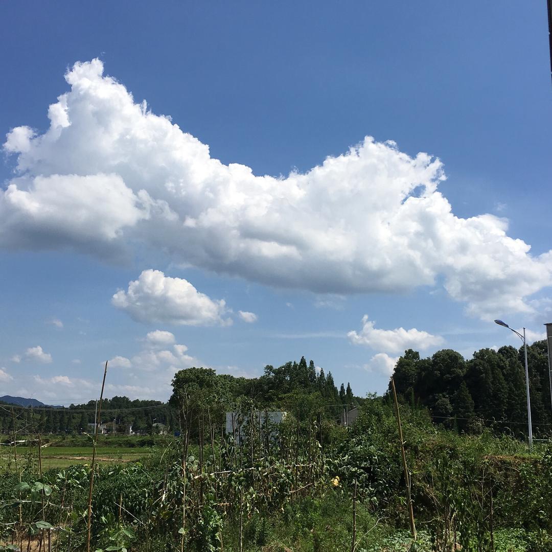 稻田