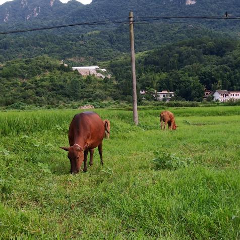 农村养牛……小陈