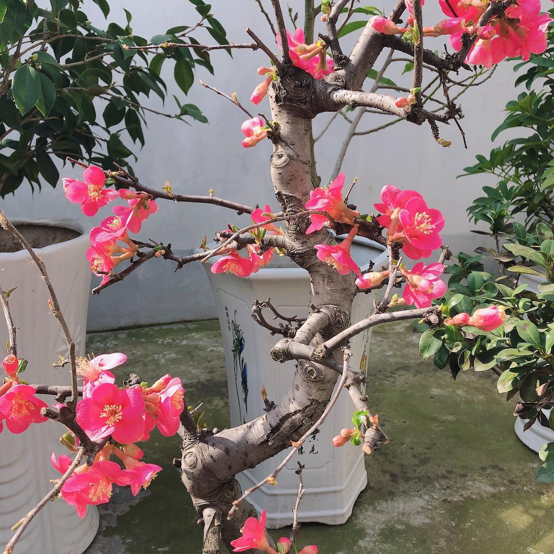 乐呵呵🍒