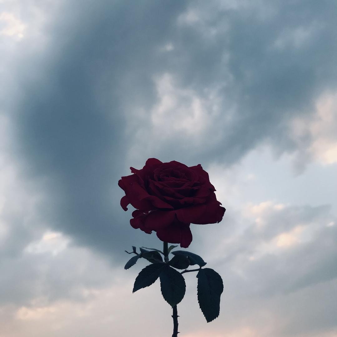 🎈️  Gʀᴏᴡ ᴜᴘ.