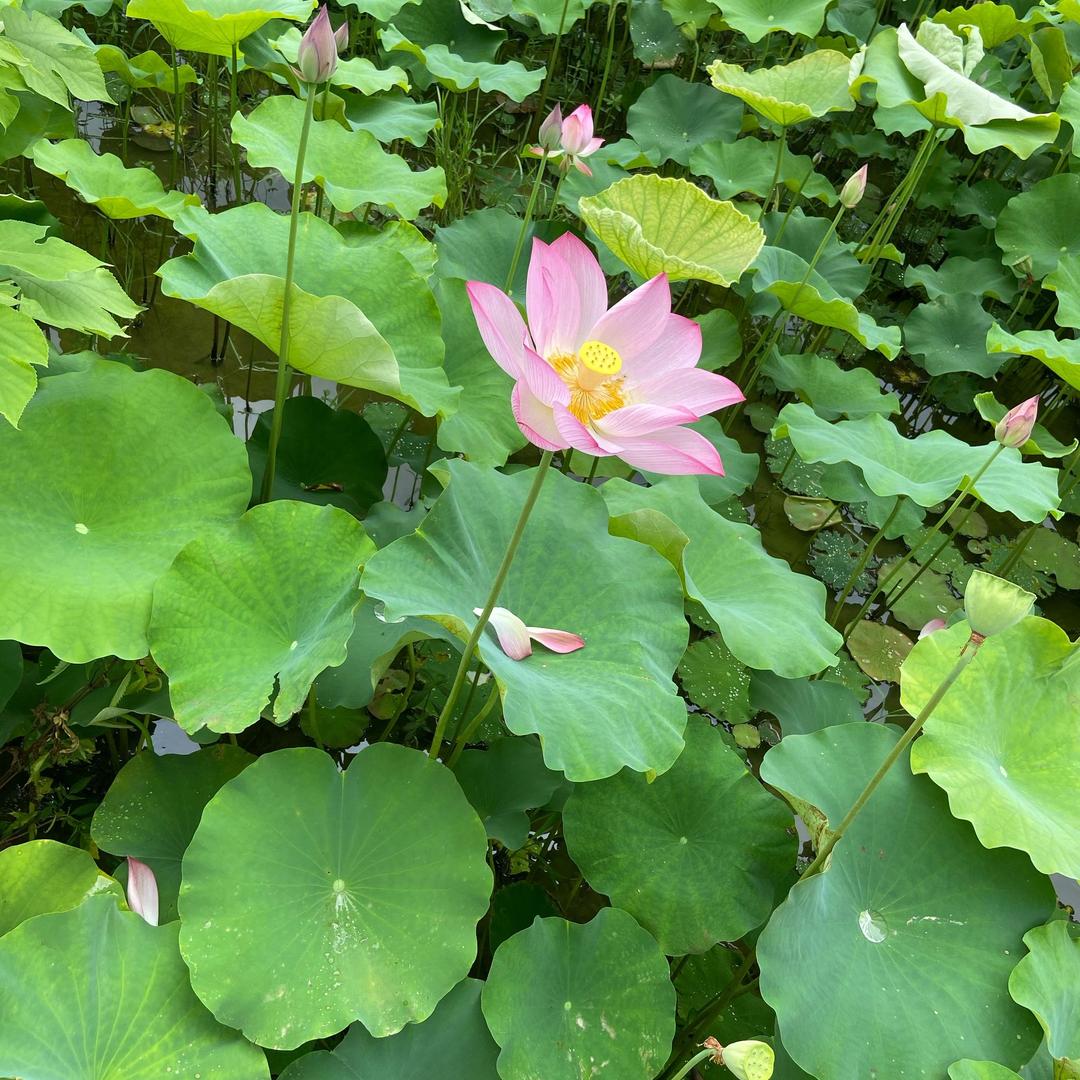 莉莉