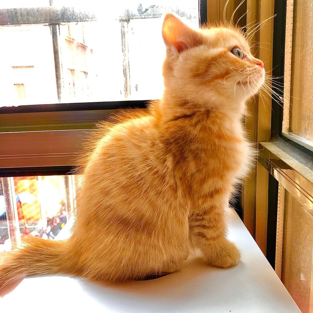 橘猫小太阳