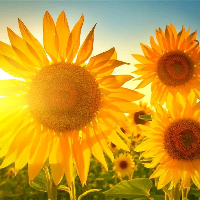 简简单单已极好