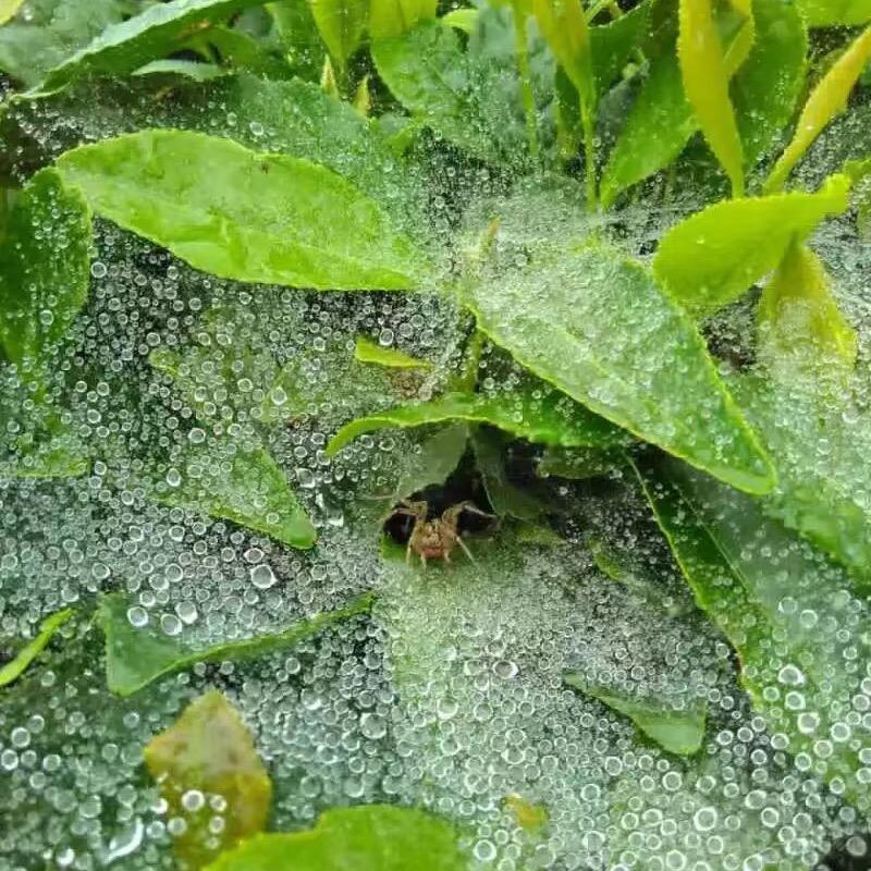 一片茶故事