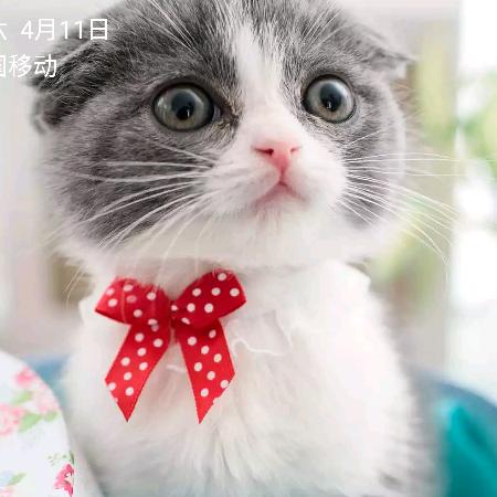 红红的梦