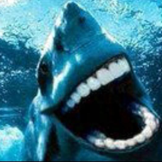 Sharkyyyy🦈