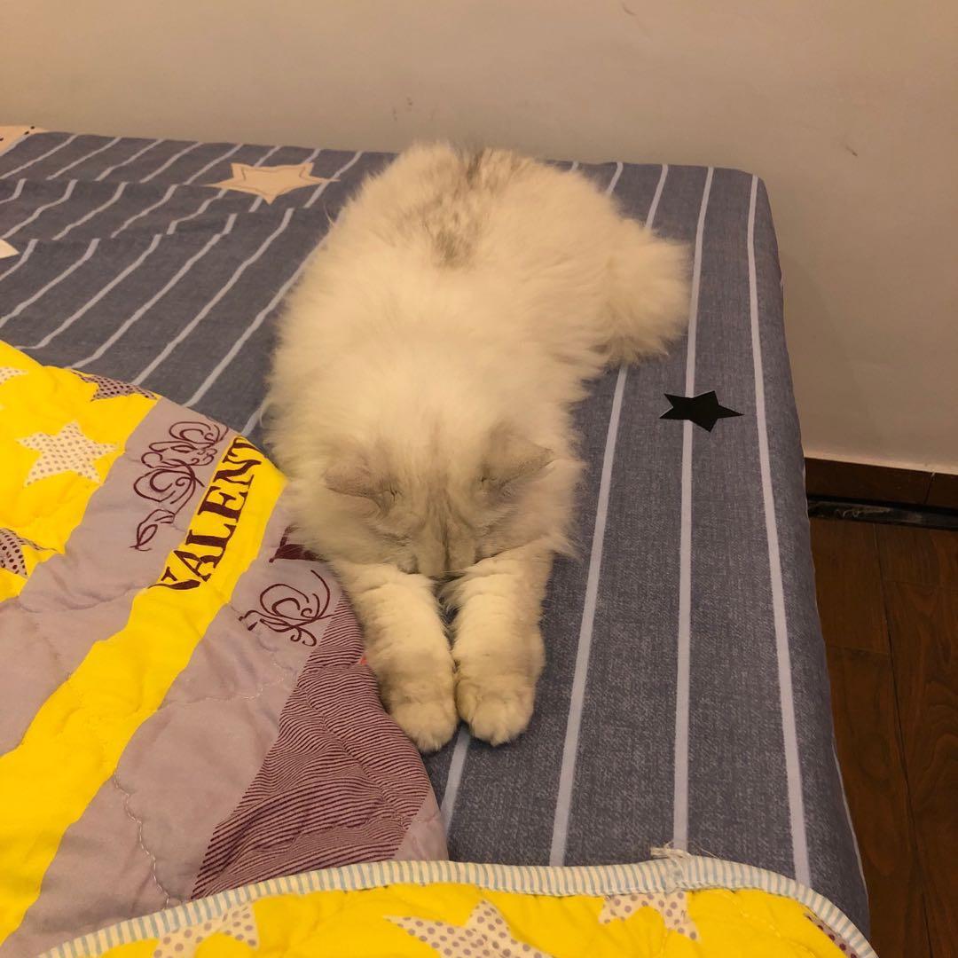 喜欢猫猫的盛
