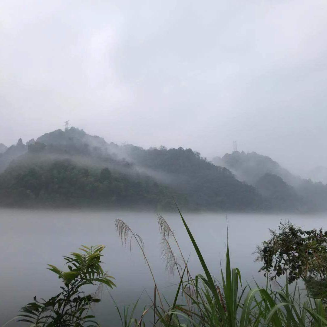 楠已情紳