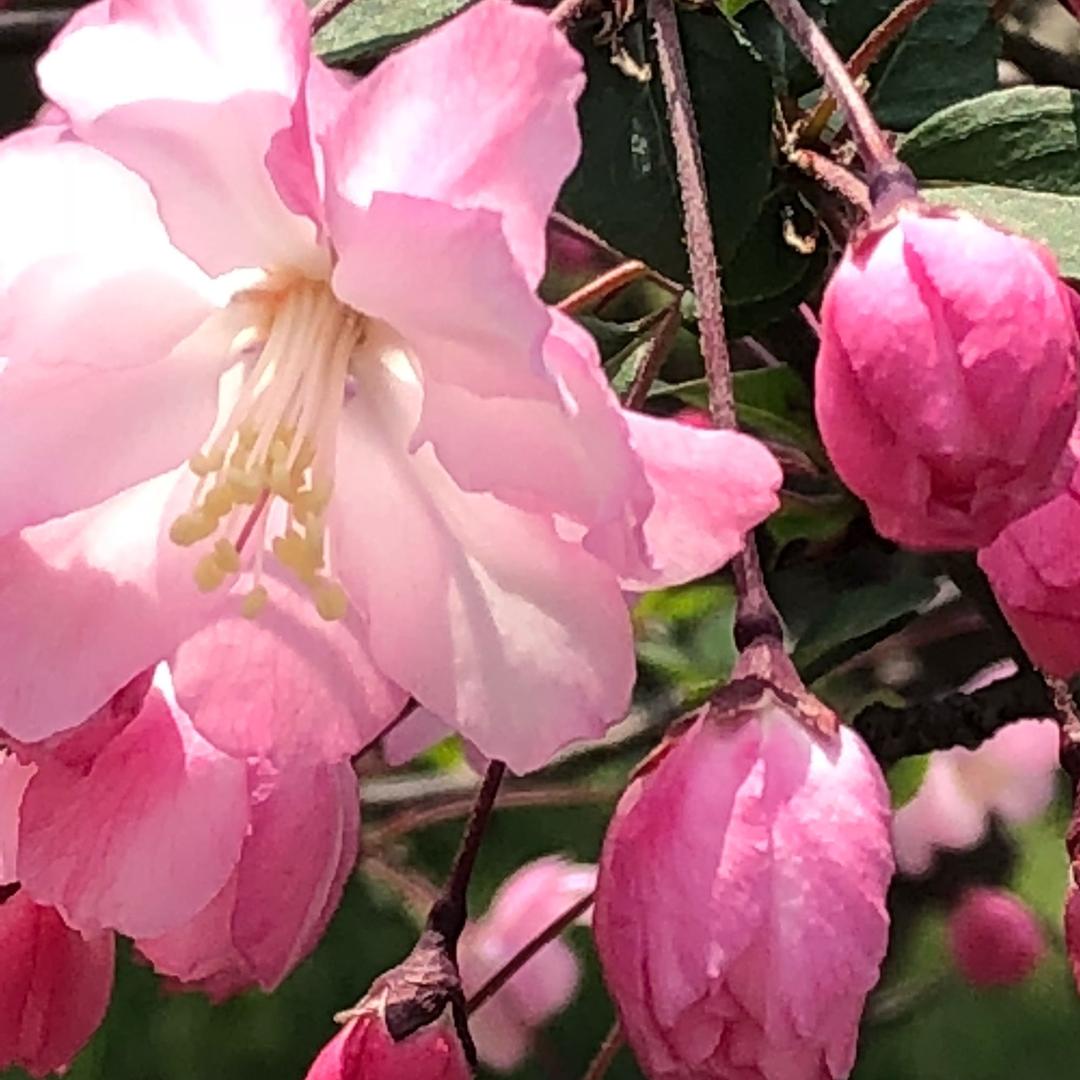 🌈🌈🌟菩提树下🌟🌈