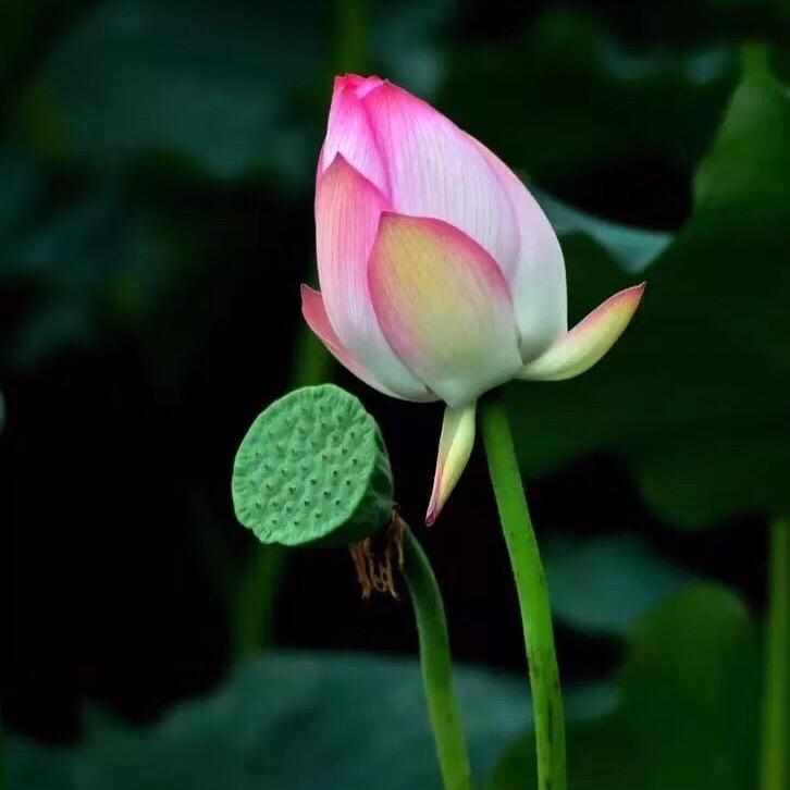 一网情深
