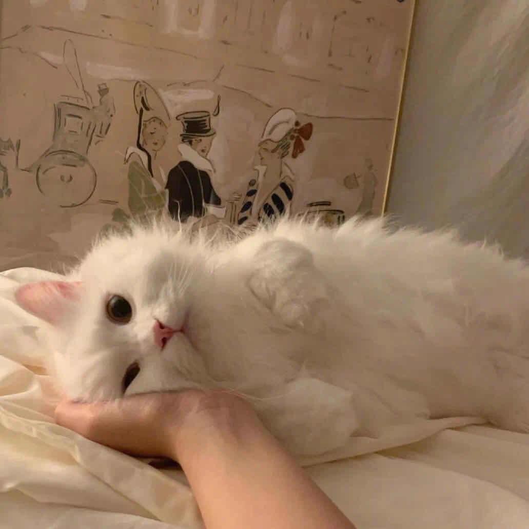 YEECAR艺卡汽车膜（中山店）