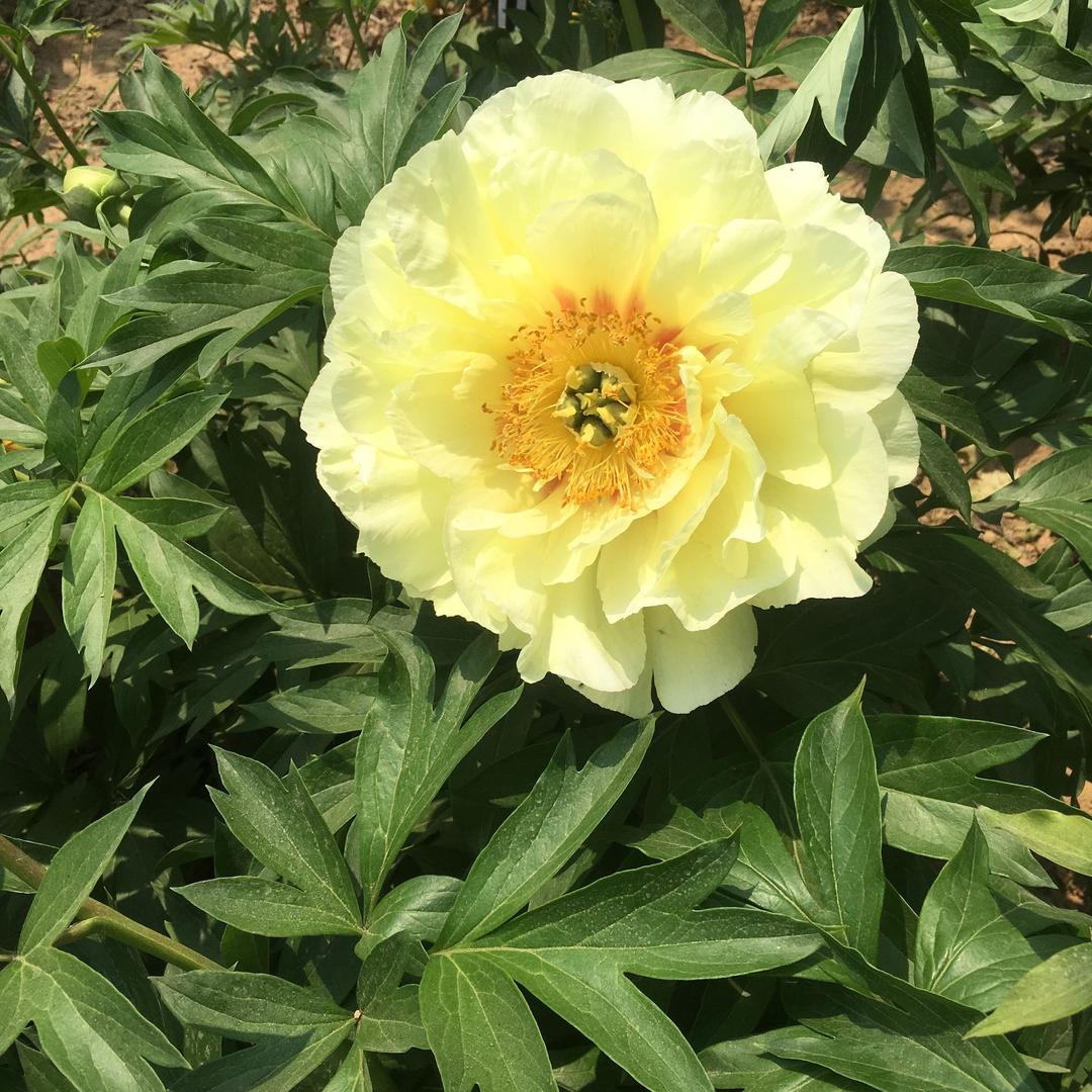 砂锅牛杂火锅砂锅牛杂火锅