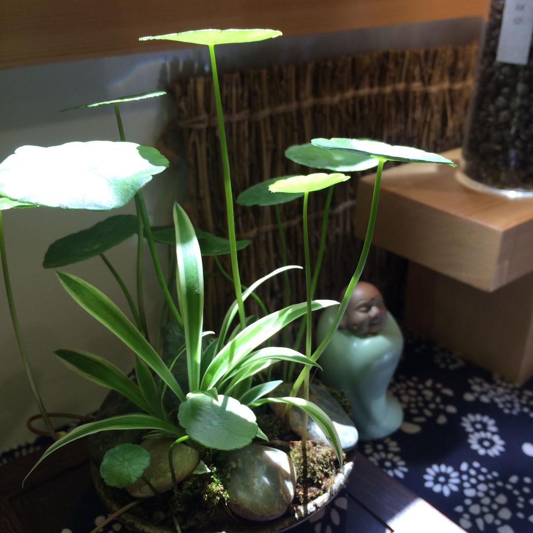 阿莲