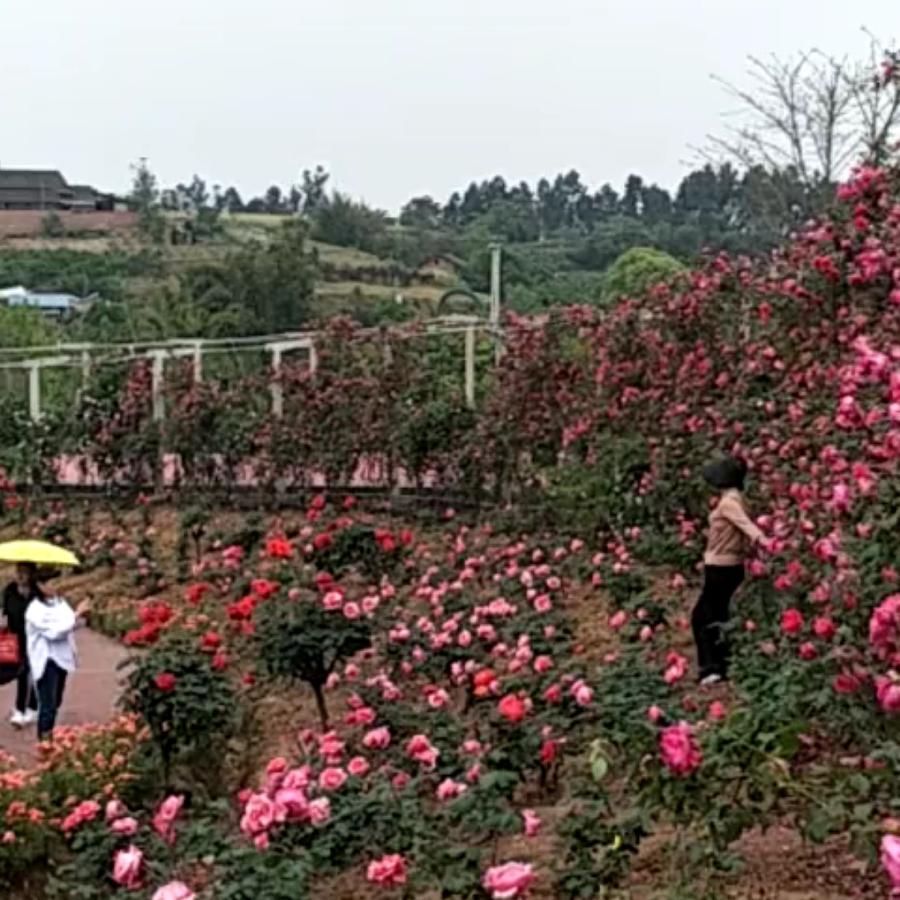 无雨的天空