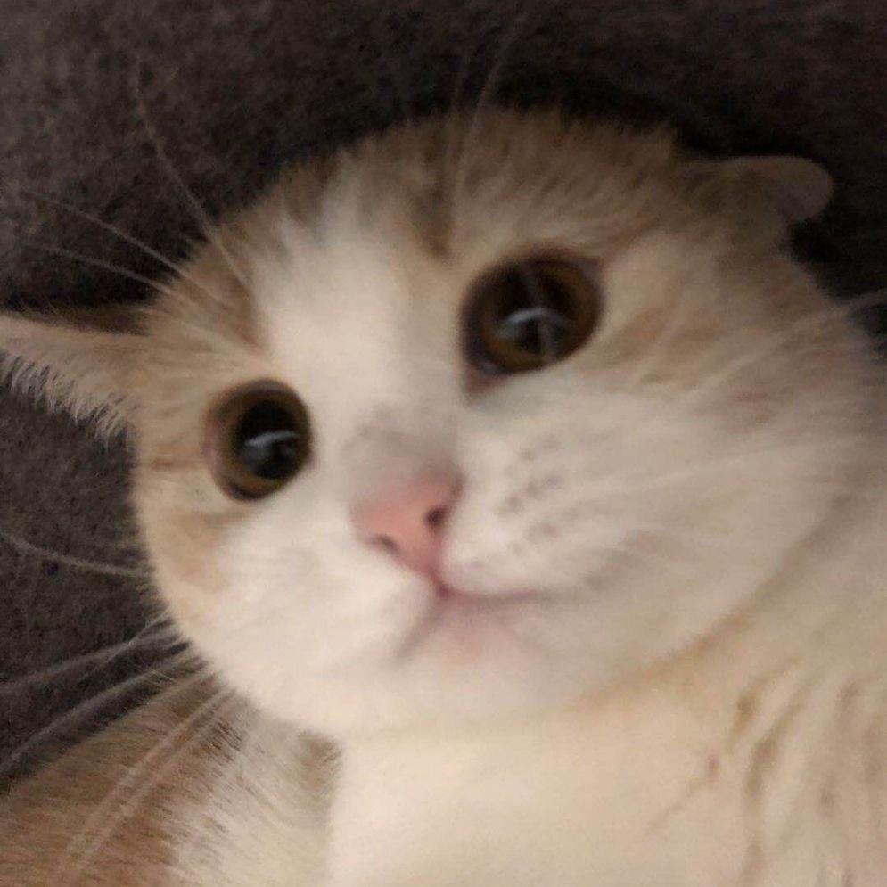 无敌美猫球