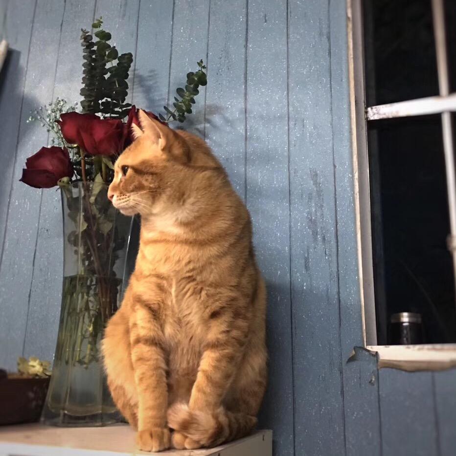 果汁是只大肥猫