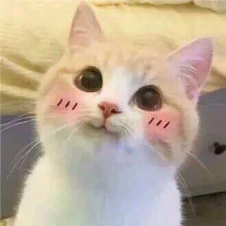 Meusp