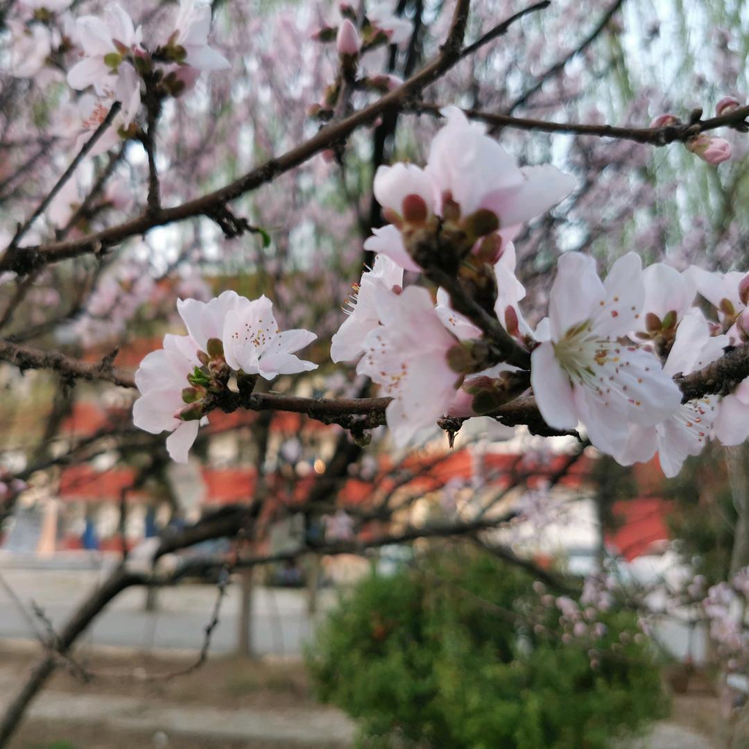 🌸隐形的翅膀🌸