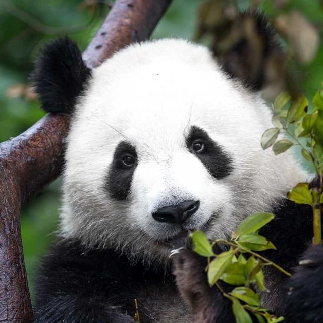 骑着老虎去深山老林