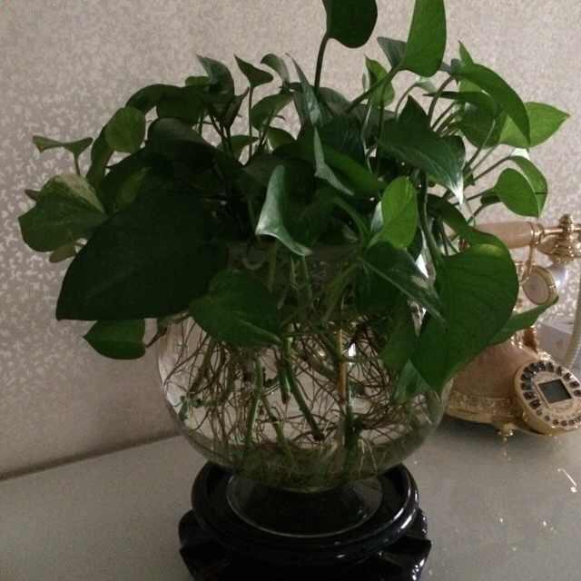运儿🍃🍒🌴✨🌻🍃62虎🐯