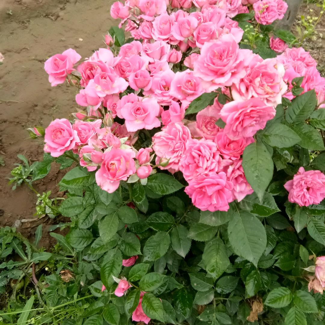 💐会飞的鱼💐