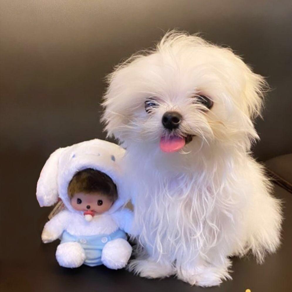 木头（天天天天想zxl版💙