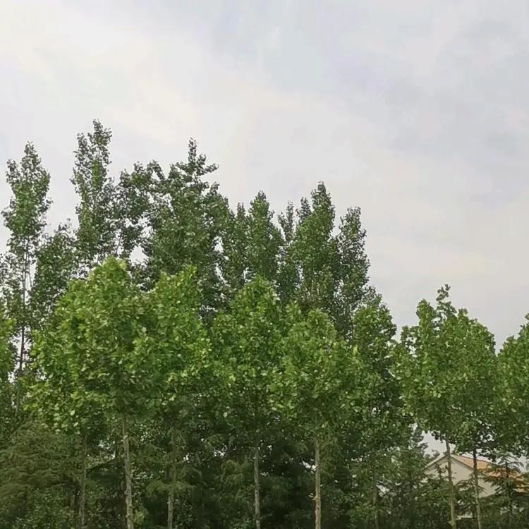 好人一生平安！