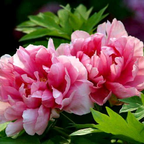 四朵金花的姥姥