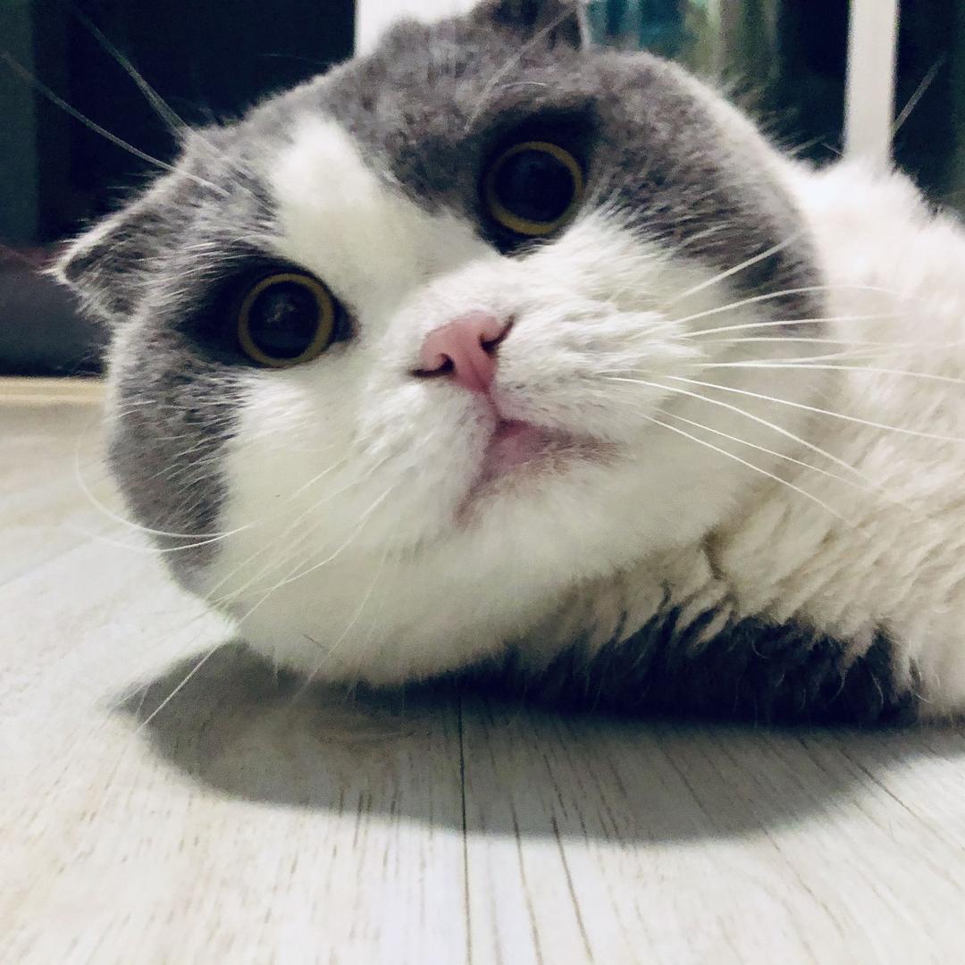 弥