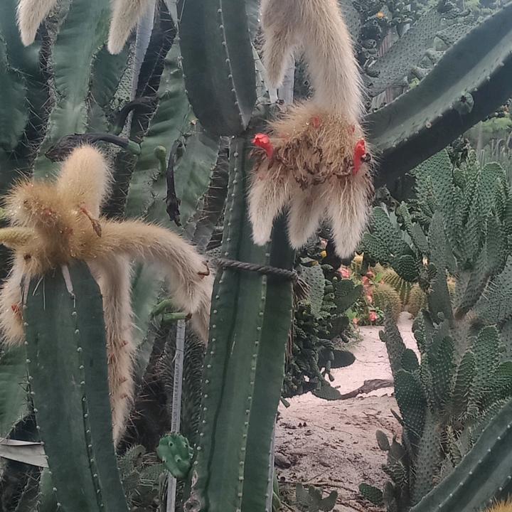 七月的雪。