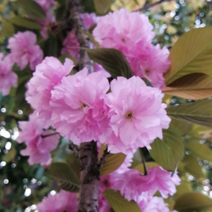 银月琴韵