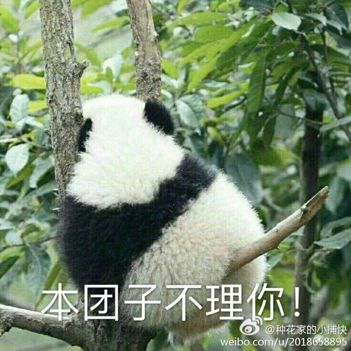 一叶擎苍