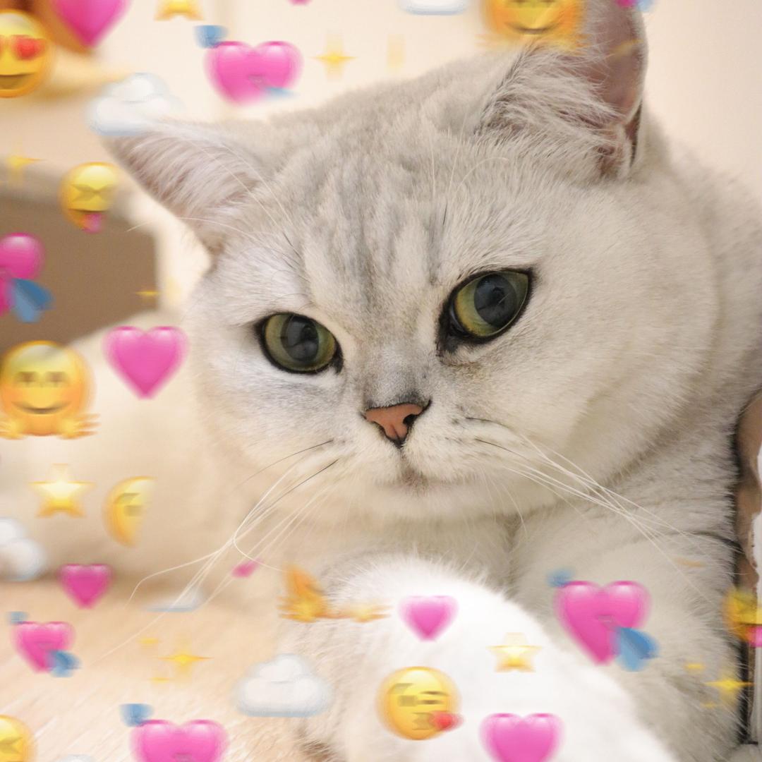 喵才是灯泡💡@抖音