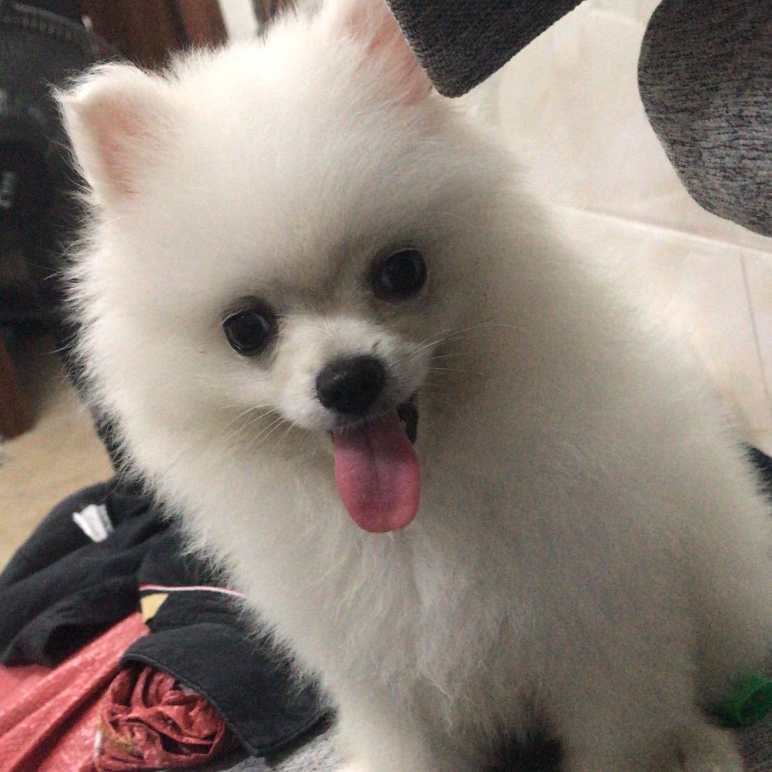 （金铲铲）茂茂